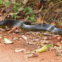 Curiyu, a kind of Anaconda and the biggest snake in Argentina